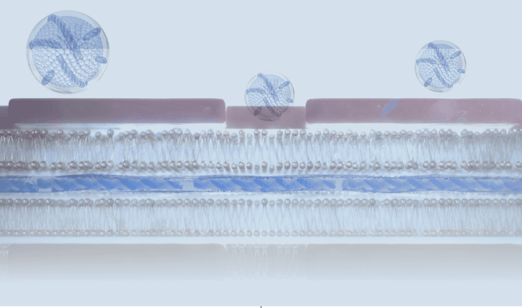 ラメラ構造のイメージ図｜角層への浸透と保湿メカニズムの解説